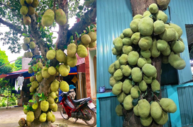 Kinh ngạc ngắm các cây mít 'vỡ kế hoạch', tranh nhau mọc trái chi chít