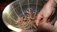 Nông dân xuyên đêm săn 'rồng đất' ở Hà Tĩnh