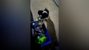 Video: Chú chó nhặt chai nhựa vứt trên đường bỏ vào thùng rác