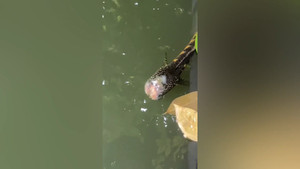 Cá 'không đầu' sống sót bơi trong ao ở Trung Quốc