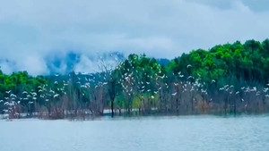 Đàn cò hàng vạn con 'phủ trắng' hồ chứa nước ở Hà Tĩnh