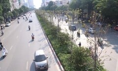 Hà Nội sẽ thay thế hàng loạt cây cong, già cỗi