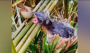 Chim mẹ hết hồn khi đút mồi cho chim con khổng lồ 