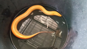 Nông dân Thái Lan bắt được lươn vàng quý hiếm