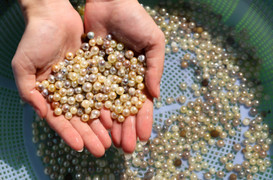 Tận mắt xem ngư dân Phú Quốc khai thác kho ngọc tiền tỷ dưới đáy biển