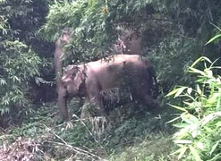 Voi rừng xuất hiện ở Nghệ An