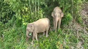 Voi rừng xuống núi phá hoại nương rẫy ở Nghệ An