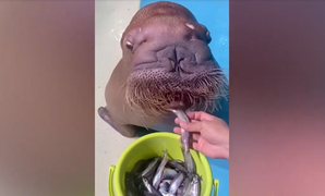 Sợ bị hạ độc, hải cẩu lắc đầu từ chối ăn cá