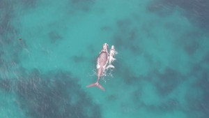 Cá voi bạch tạng hiếm gặp chơi đùa ngoài khơi Australia