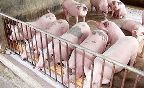 Giá heo hơi hôm nay 27/10: Giảm từ 1.000 - 3.000 đồng/kg