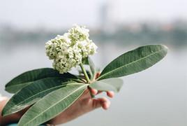 Tại sao nhiều người đau đầu, chóng mặt khi ngửi mùi hoa sữa?