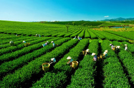 Liên kết vùng, kết nối tiêu thụ sản phẩm - sự sống còn của hợp tác xã