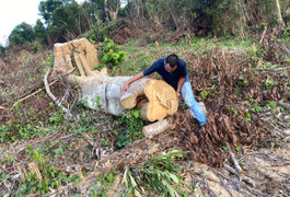 Phú Yên xử phạt kẻ phá rừng sau phản ánh của VTC News