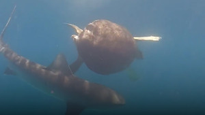 Con rùa thông minh tránh tấn công của cá mập