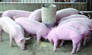 Giá heo hơi hôm nay 28/10: Tiếp tục giảm ở nhiều tỉnh, thành