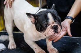 Ảnh: Chăm sóc chó Bull Pháp, 9X kiếm tiền tỷ mỗi năm