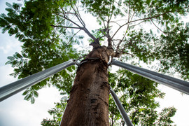 Xót xa 'gông cùm' sắt siết chặt hàng cây xanh đang phát triển