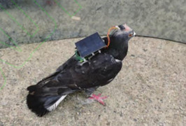 Trung Quốc thành công điều khiển chim bồ câu, có thể ứng dụng trong quân sự