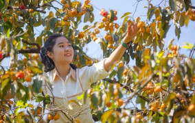 Vườn hồng trăm tuổi trĩu quả, cho thu nhập cao ở Nghệ An