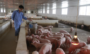 Giá heo hơi hôm nay 30/10: Biến động nhẹ, thị trường lặng 'sóng'