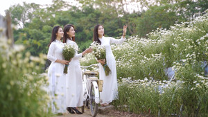 Cánh đồng cúc họa mi nở rộ thu hút thiếu nữ Hà Nội