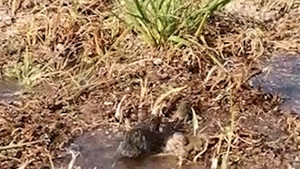 Chuột mẹ cứu đàn con khỏi cánh đồng ngập lụt ở Trung Quốc