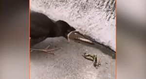 Chim thiếu kỹ năng sống, há miệng chờ sâu chui vào