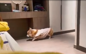 Muốn ngủ chung với chủ, chú chó rón rén như ăn trộm