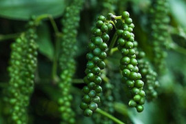 Giá tiêu hôm nay 31/10: Giảm từ 500 - 1.000 đồng/kg