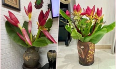 Khách Hà Nội săn lùng 'tuyệt phẩm' hoa chuối rừng hút tài lộc 
