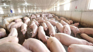 Giá heo hơi hôm nay 1/11: Giảm nhẹ ở một số vùng