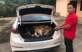 Quảng Nam: Vây bắt 'cẩu tặc' lái xế hộp đi trộm 38 con chó