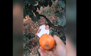 Cô gái đen đủi bị quả hồng rơi trúng mặt