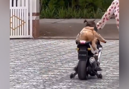 Bé gái 'làm xiếc' trên chiếc xe đang chạy khiến mẹ thót tim 