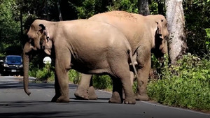 Hai con voi hoang dã đứng chắn đường khiến giao thông ùn tắc