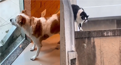Chó run bần bật khi thấy mèo 