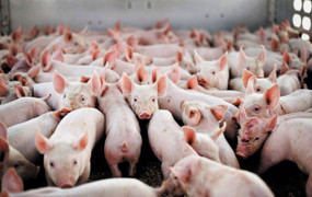 Giá heo hơi hôm nay 3/11: Tiếp tục giảm giá