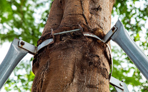 Gông cùm cây xanh: Sự vô trách nhiệm điển hình