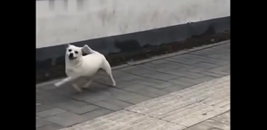 Chú cún nhảy chân sáo trên đường đáng yêu không chịu nổi