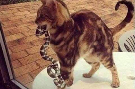 Khóc thét trước những món đồ kỳ lạ được 'hoàng thượng' tha về cho chủ