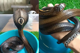 Nuôi rắn hổ mang làm thú cưng vì ‘hiền lành như lươn’, chàng trai trả giá đắt