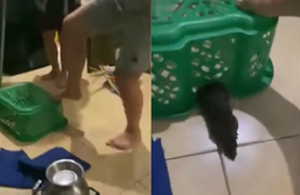 Cả nhà hoảng loạn vì một con chuột