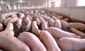 Giá heo hơi hôm nay 5/11: Tiếp tục giảm đến 2.000 đồng/kg