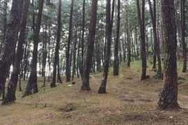 Hà Giang: Phát hiện nữ giáo viên và đồng nghiệp thương vong tại đồi thông