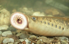 Loại cá có hình dạng đáng sợ nhưng đang được các bà nội trợ săn lùng