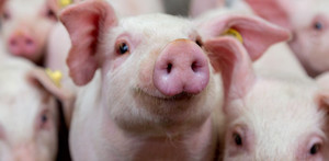 Giá heo hơi hôm nay 9/11: Tăng giảm trái chiều