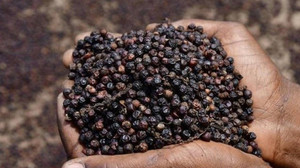 Giá tiêu hôm nay 10/11: Ổn định trong vùng 58.500 - 62.000 đồng/kg