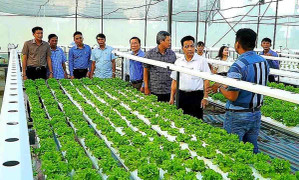 Đẩy mạnh chuyển đổi số để các hợp tác xã phát triển bền vững