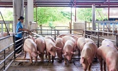 Giá heo hơi hôm nay 13/11: Giảm nhẹ 1.000 – 2.000 đồng/kg