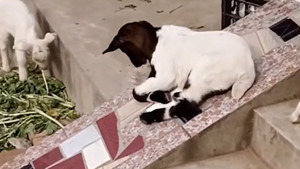 Chú cừu tinh nghịch thích chơi cầu trượt ở Trung Quốc